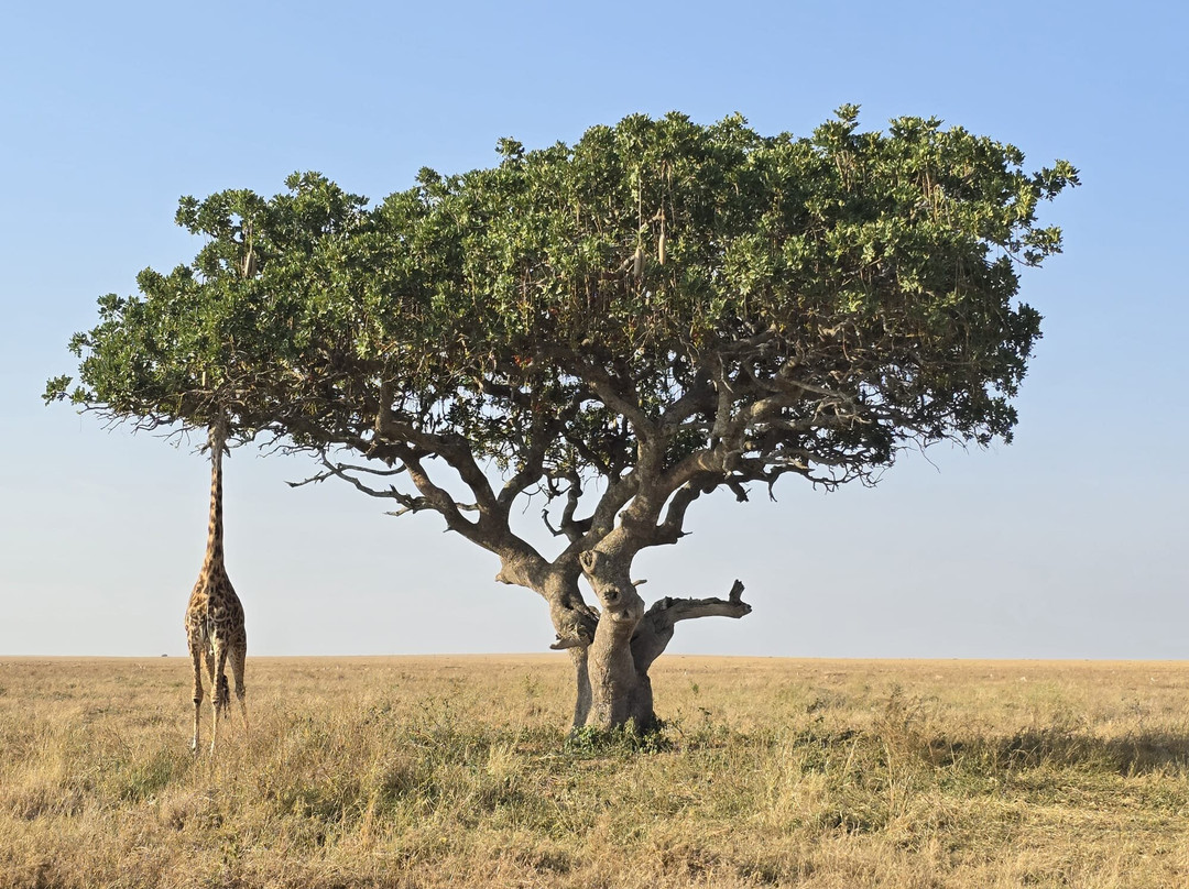 Perfect Safaris Africa-内罗毕必去景点