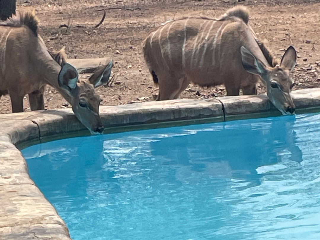 Khaya Umdani Guest Houses主图