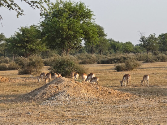 Tal Chhapar Black Buck Sanctuary-Sujangarh必去景点