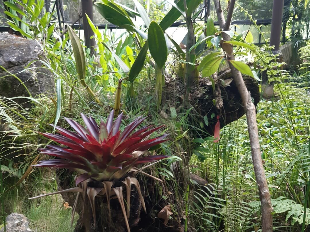Reserva Ecologica y Jardín de Oquídeas Moxviquil景点图片