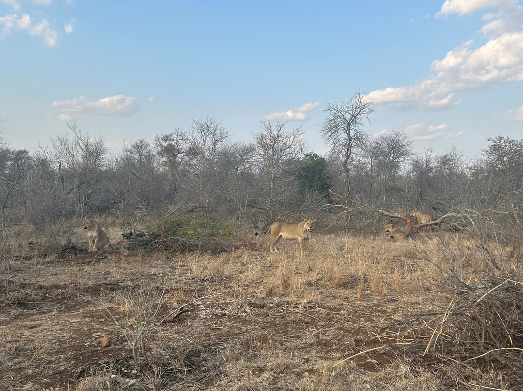 Manyeleti Safari Camp Lodge主图