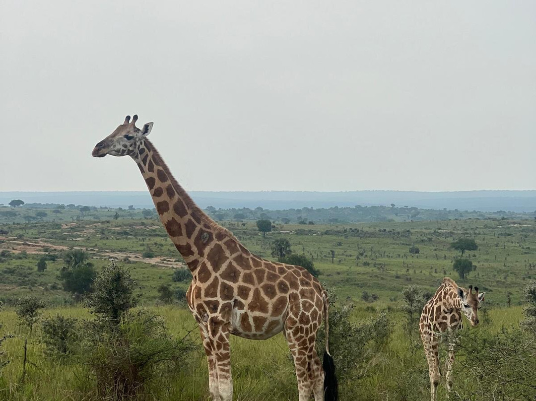 Ishamba Gorilla Tours and Eco-Safaris-Mbale必去景点