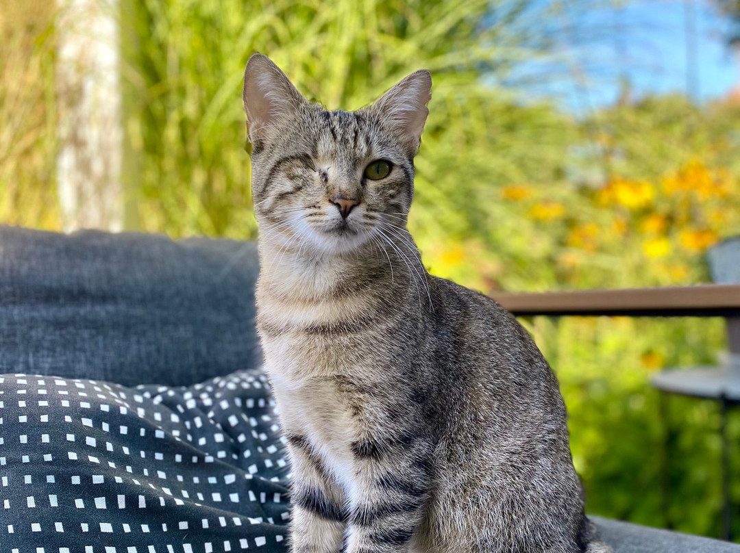 Kallithea Cats景点图片