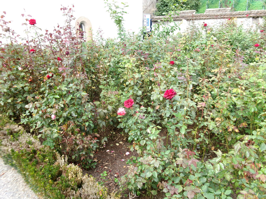 Rapperswil Rose Gardens景点图片