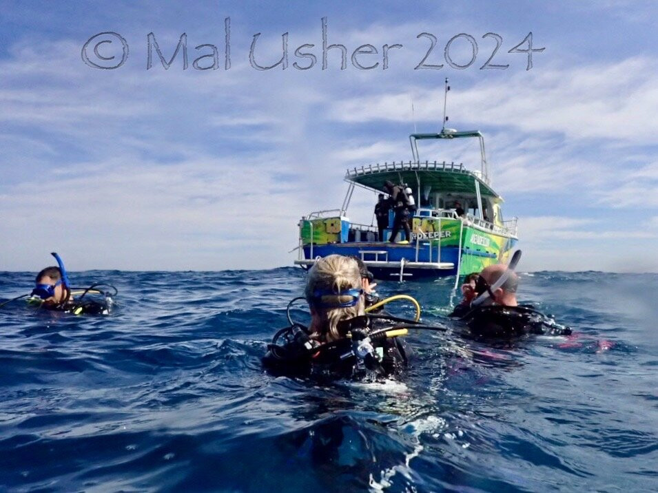 Adelaide Scuba景点图片