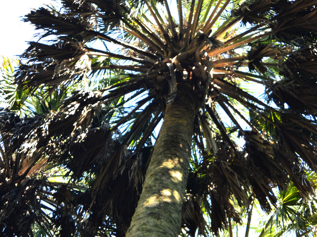 Sabal Palm Sanctuary-布朗斯维尔必去景点