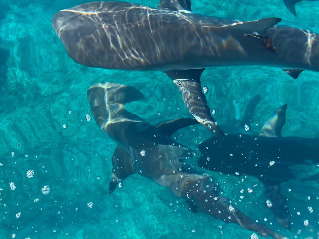 Bimini Blue Adventures景点图片