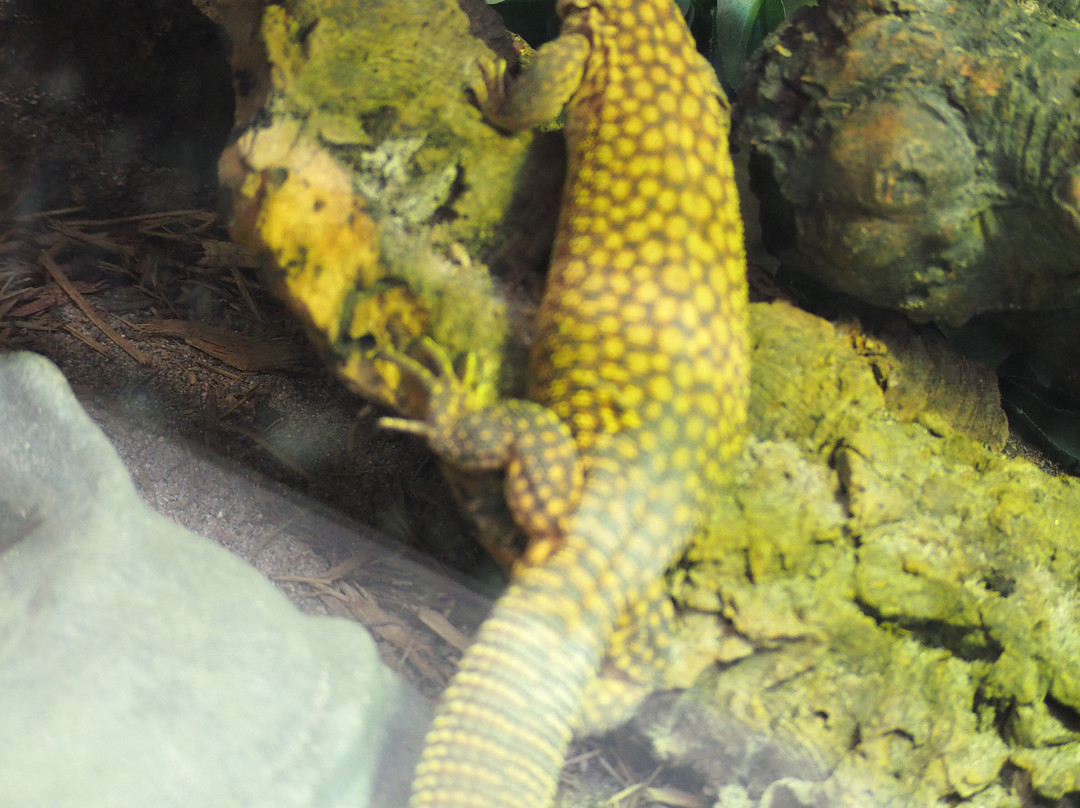 Phoenix Herpetological Sanctuary-斯科茨代尔必去景点