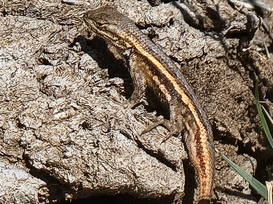 Wildcat Bluff Discovery Center-阿马里洛必去景点