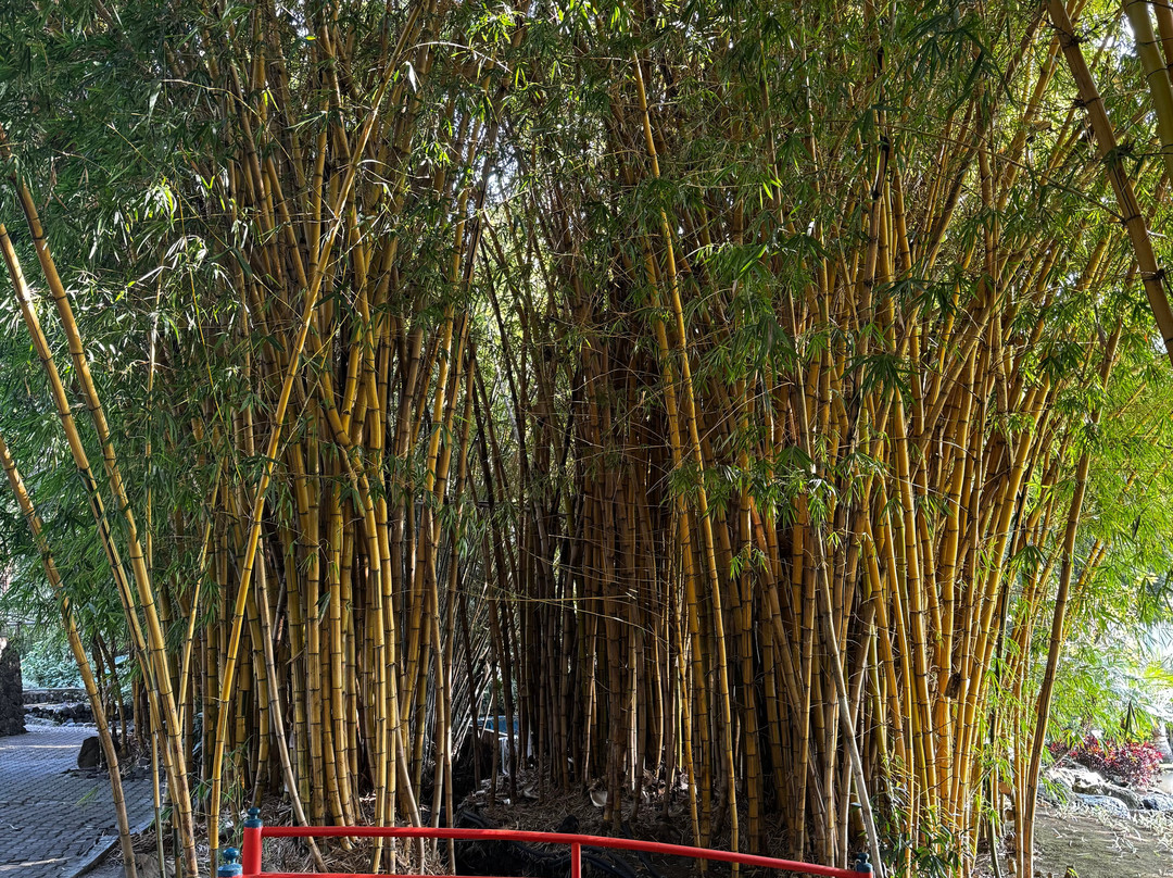 Huayacán Cuernavaca Curamoria Collection主图