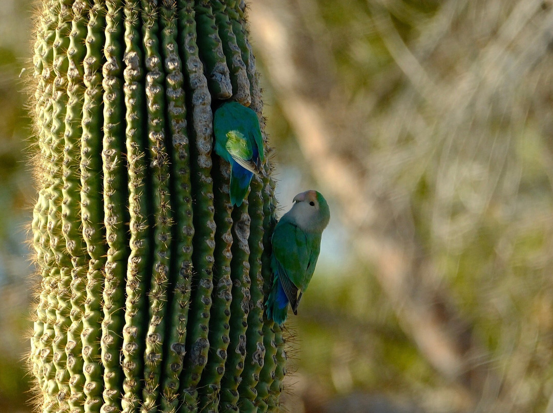 Prickly Pear Inn主图