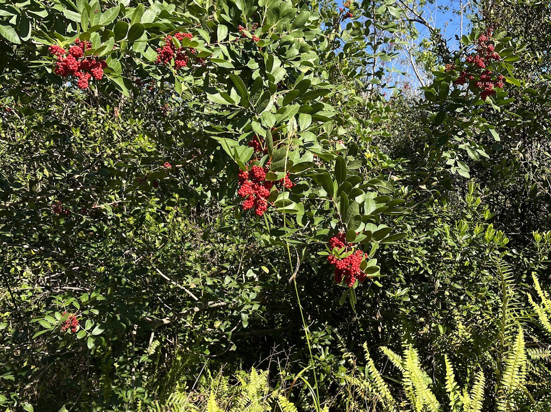 CREW - Bird Rookery Swamp Trails-那不勒斯必去景点