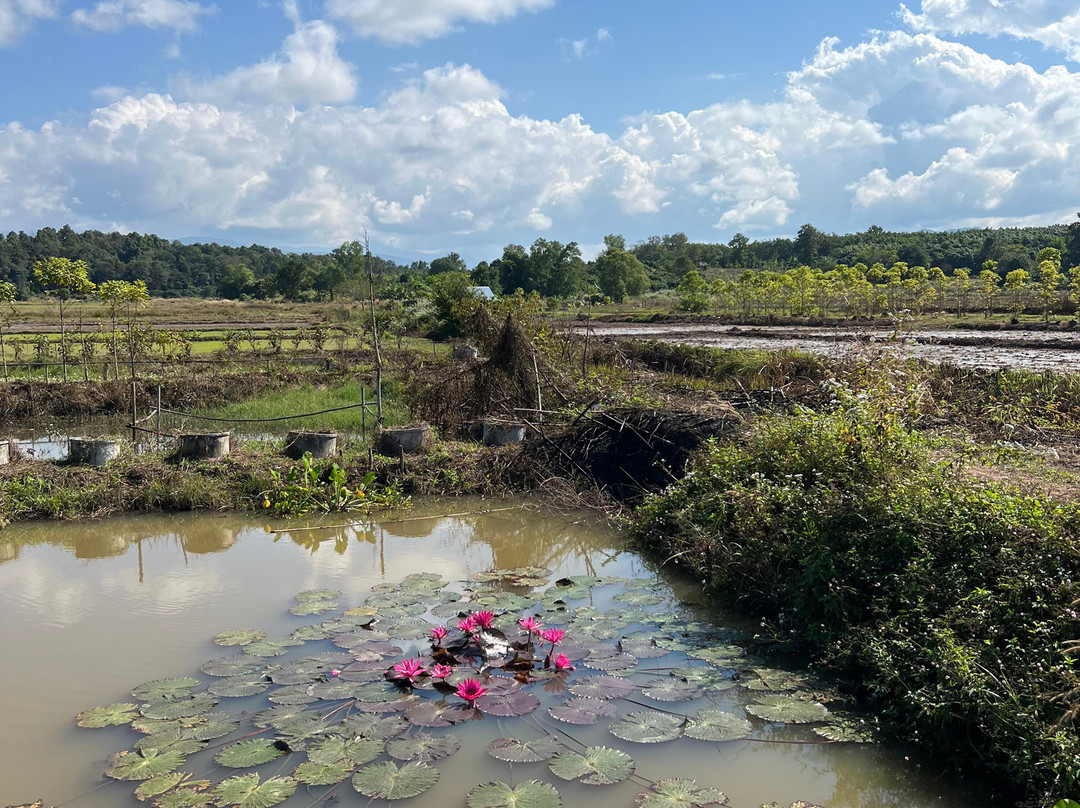 Rico Resort Chiang Kham主图