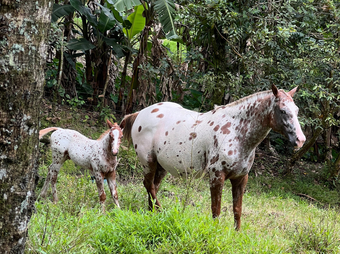 Lilander's Horse Tours景点图片