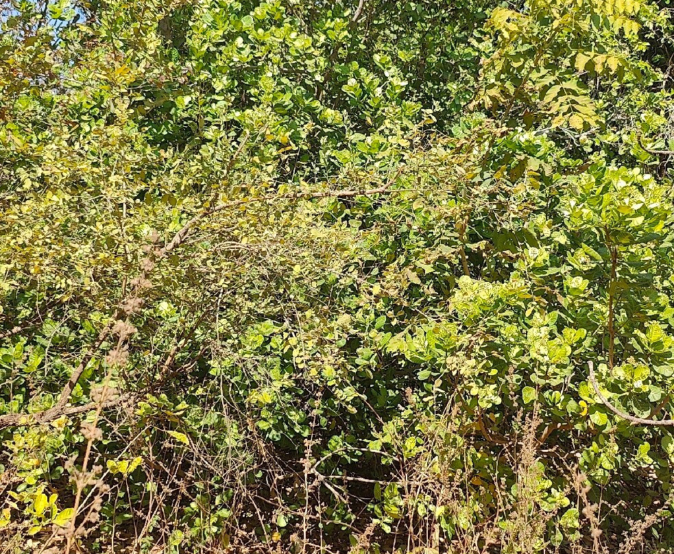 Reserve Naturelle Communautaire de Dindefelo-Kedougou必去景点