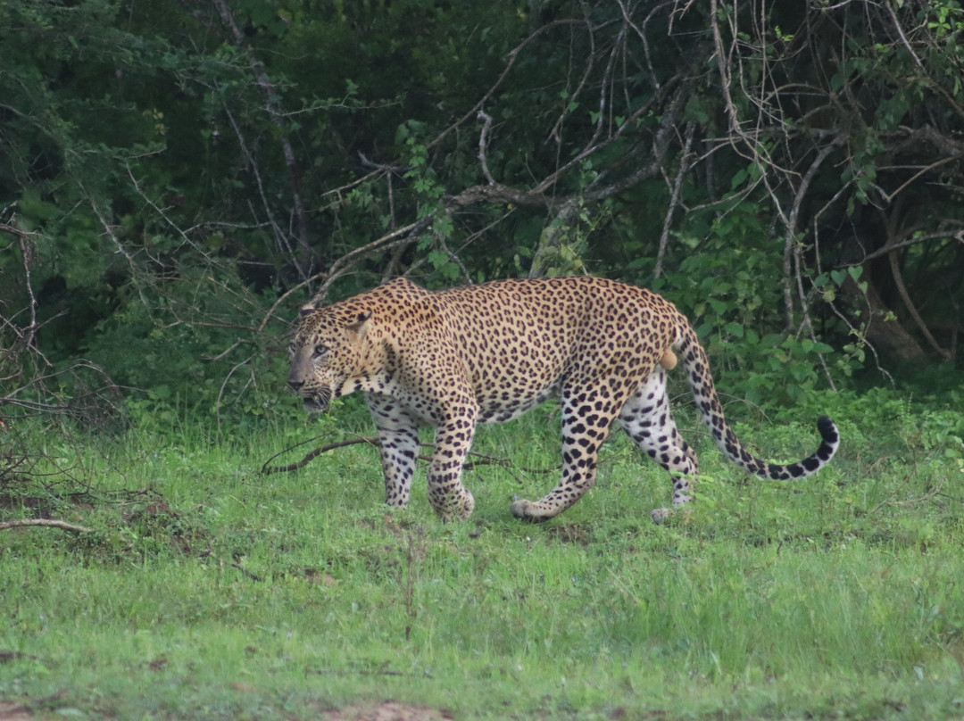 Majestic Safari Yala-蒂瑟默哈拉默必去景点