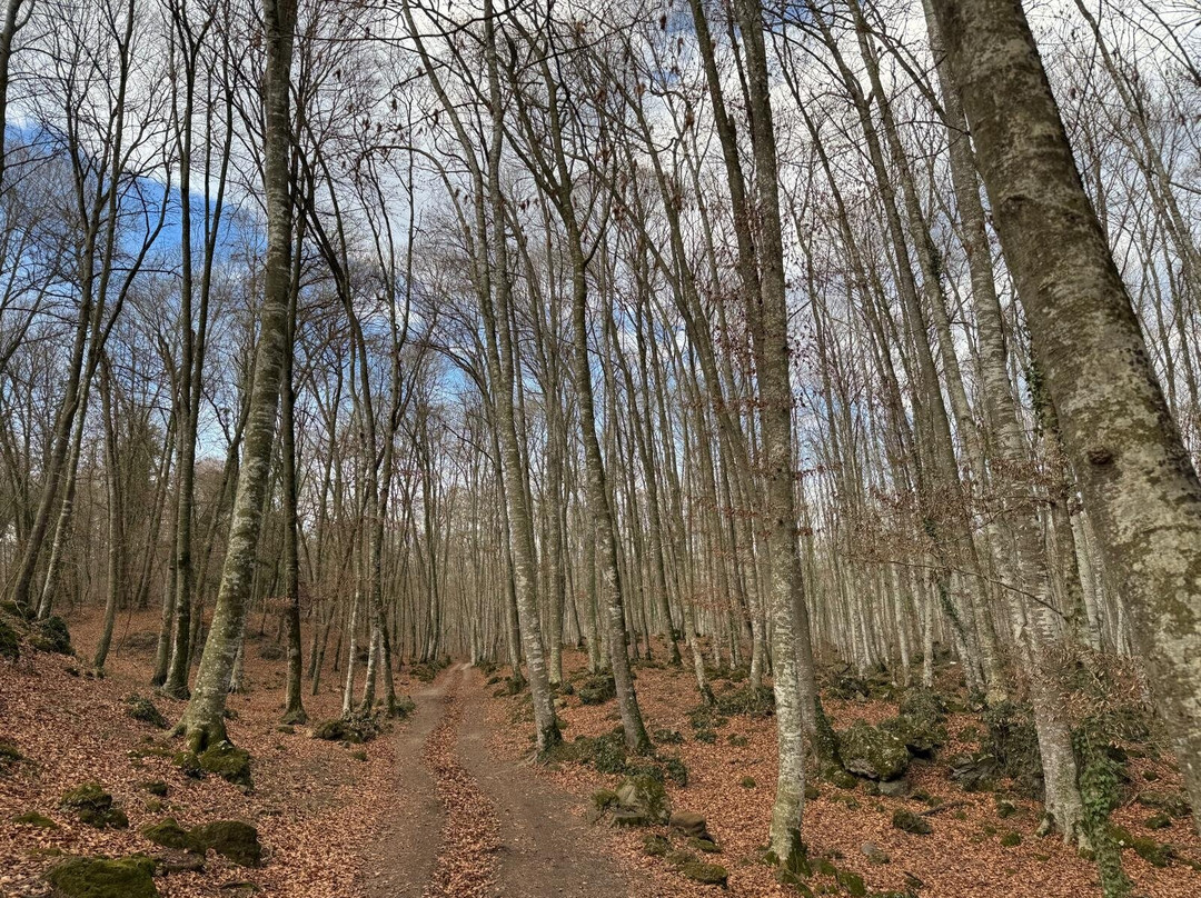 La Fageda d'en Jorda景点图片