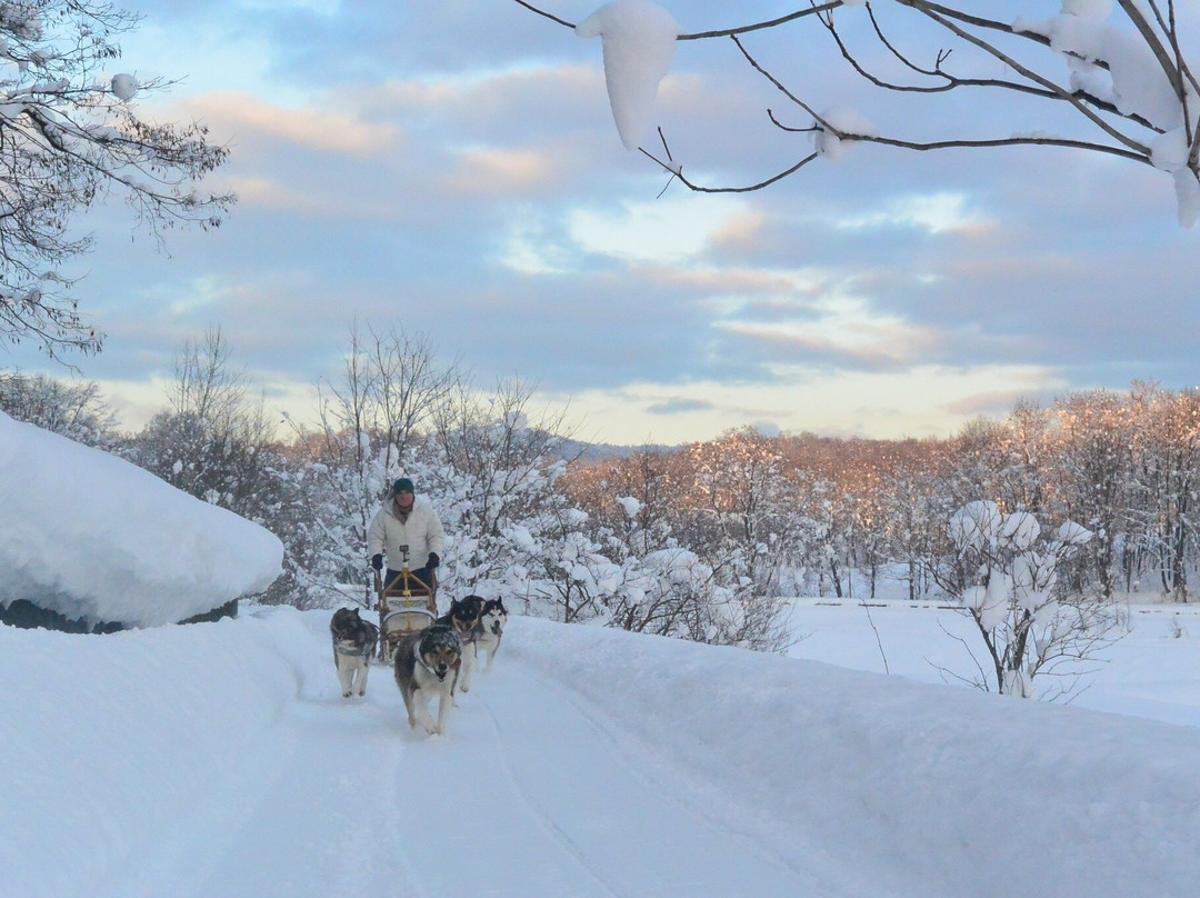 Moon Light Ladies Dog Sledding-鹰栖町必去景点