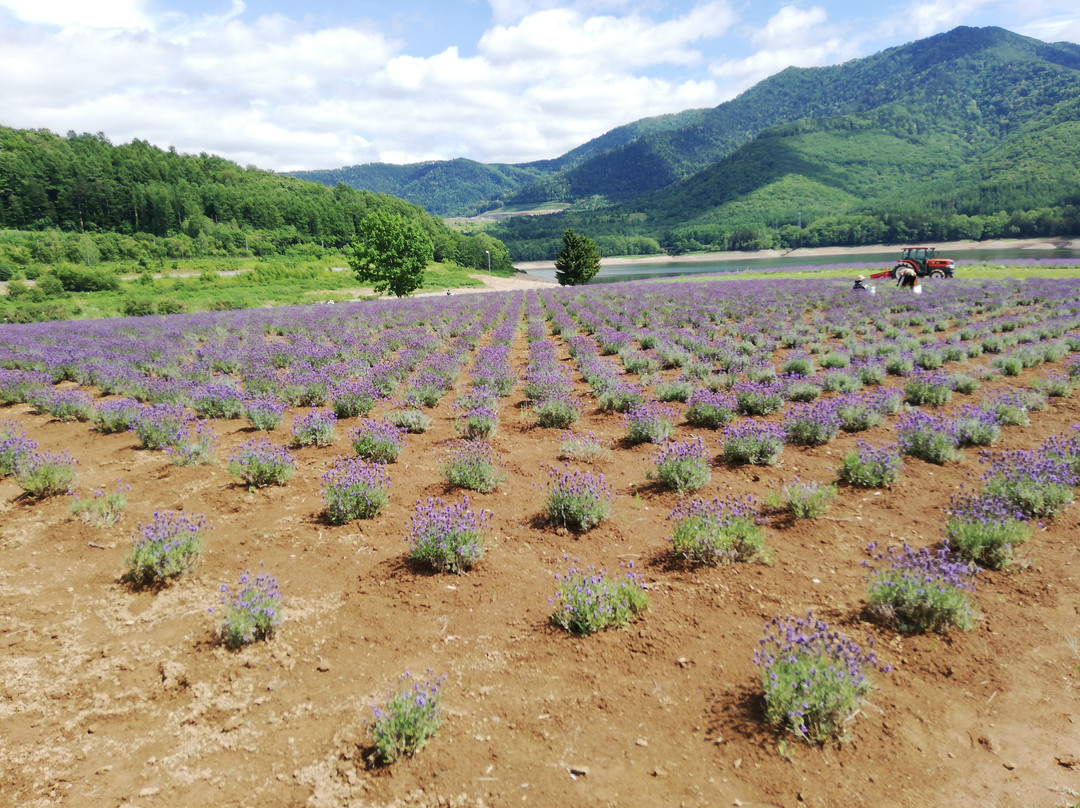 Lake Kanayama Lavender Garden-南富良野町必去景点