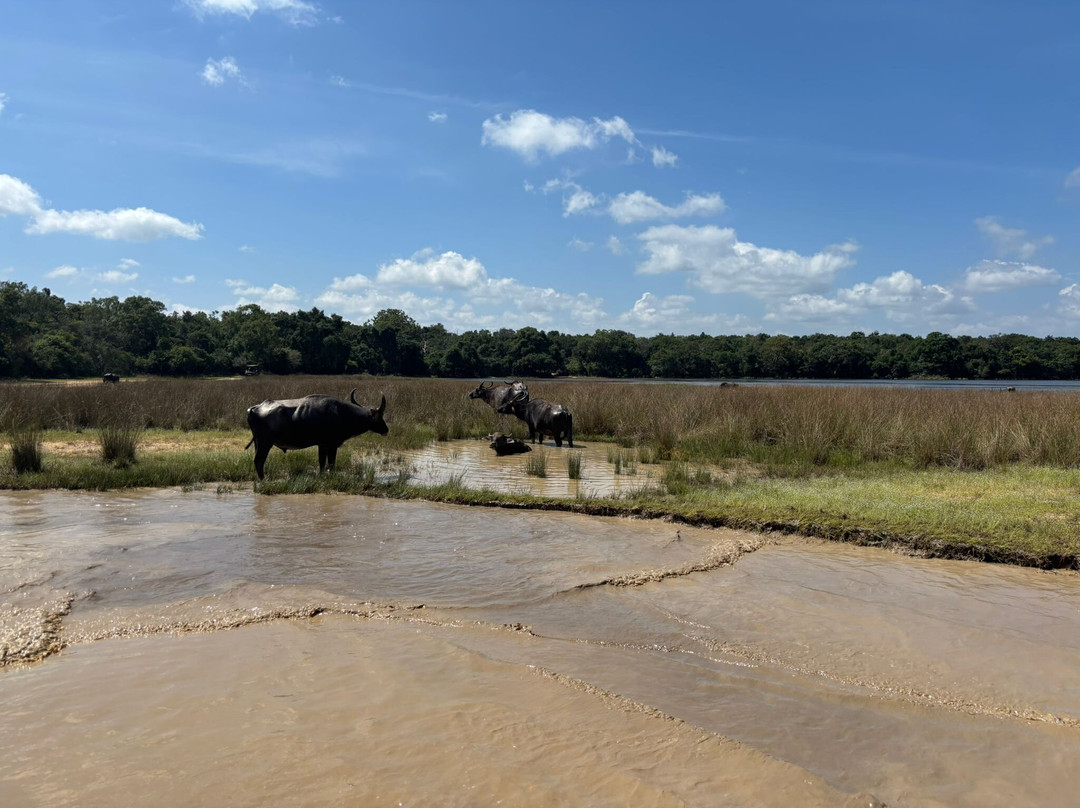 Wilpattu Wild Charm景点图片