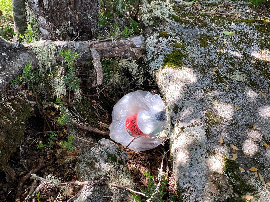 Parque Pico Toribio-Futrono必去景点