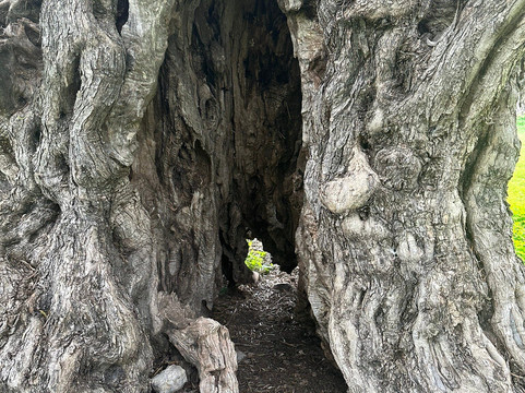 Oliving-雷斯蒙必去景点