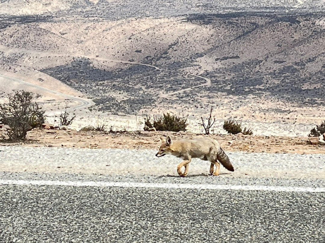 Punta Choros-拉塞雷纳必去景点