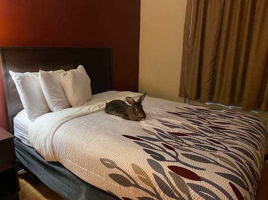 Red Roof Inn & Suites Albany, GA主图