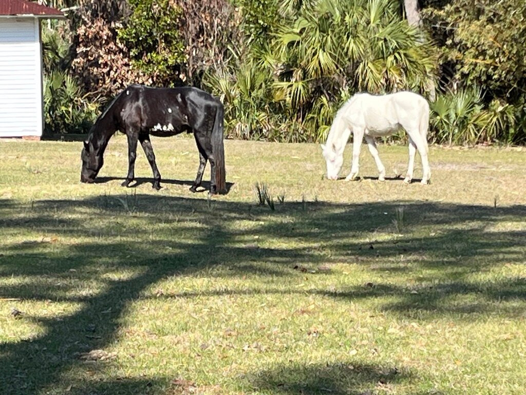 Cumberland Island Ferry-St. Marys必去景点
