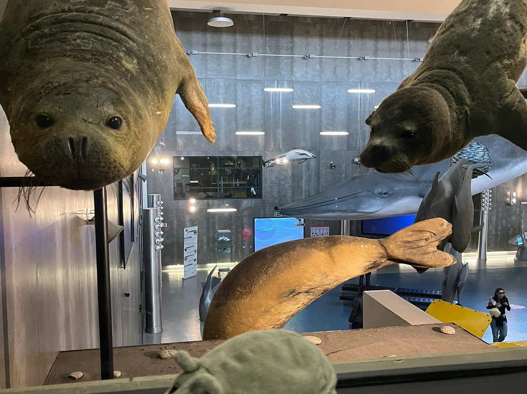 Museu da Baleia da Madeira景点图片