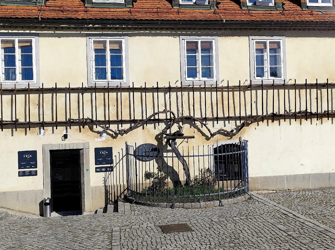Old Vine House-马里博尔必去景点