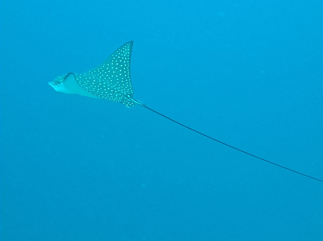 DivePoint Meedhupparu-蜜杜帕卢岛必去景点