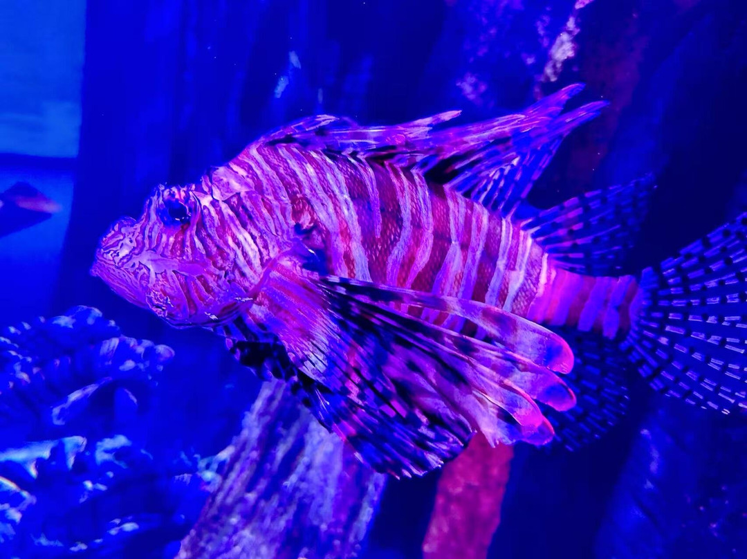 SEA LIFE Aquarium-卡尔斯巴德必去景点