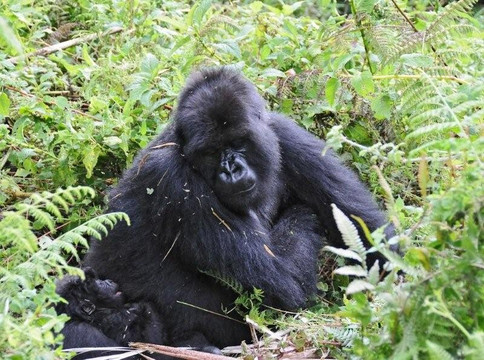 Swift Africa Safaris-Ruhengeri必去景点