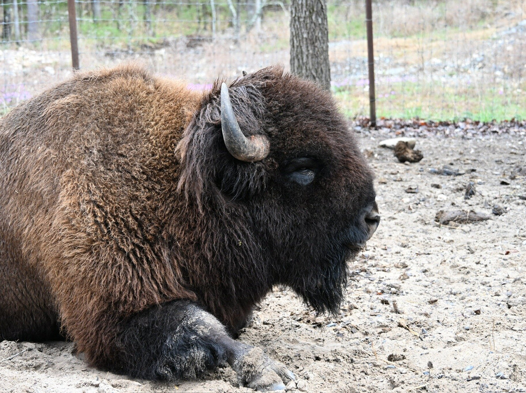 Beavers Bend Safari Park景点图片