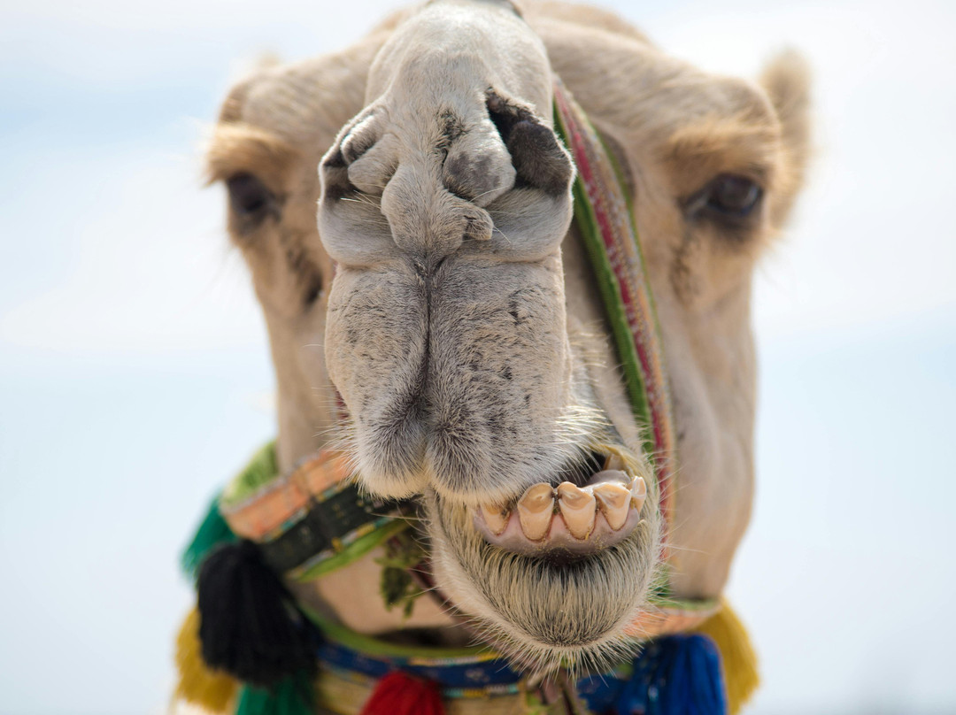 Plage de Sidi Kaouki-Sidi Kaouki必去景点