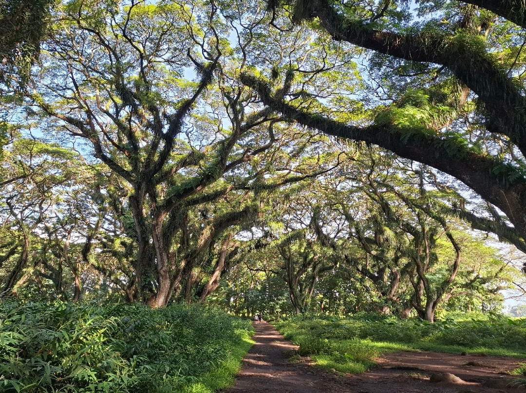 Jawatan Benculuk-巴纽旺宣必去景点