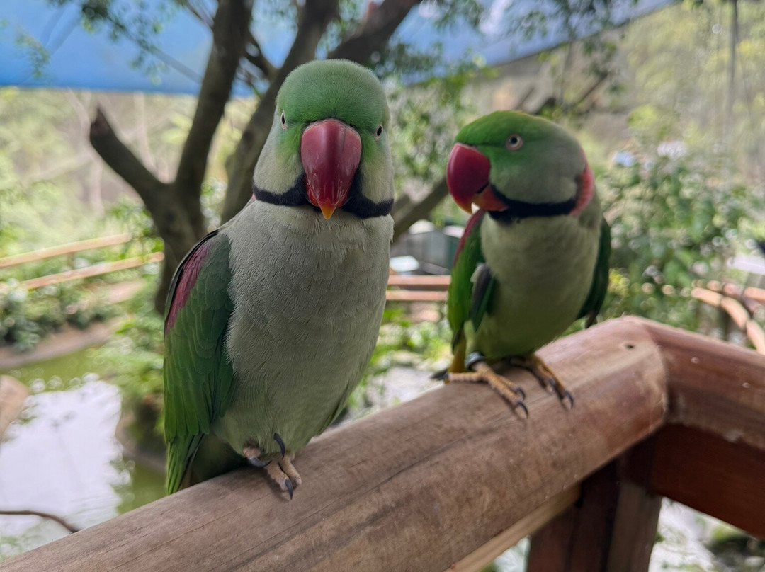 Birdworld Kuranda-库兰达必去景点