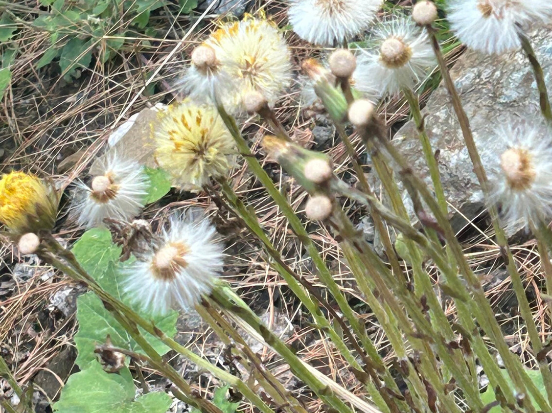 Jibhi Adventure-Jibhi必去景点