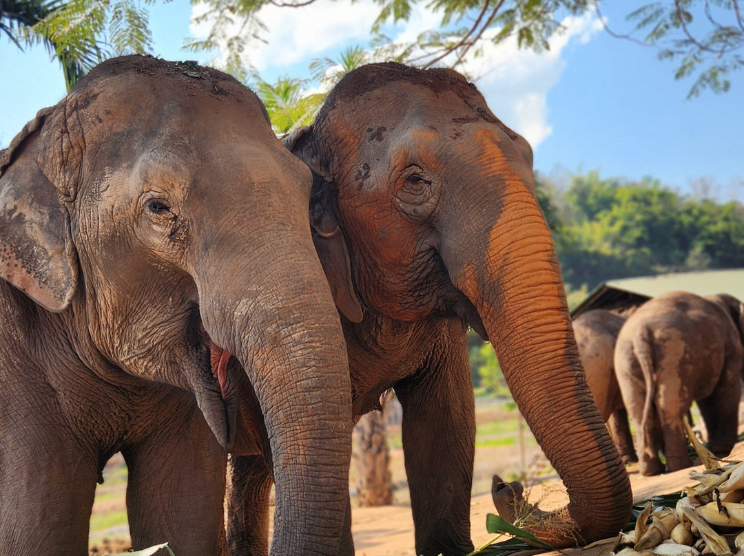 Elephant Steps Chiang Rai-清莱必去景点