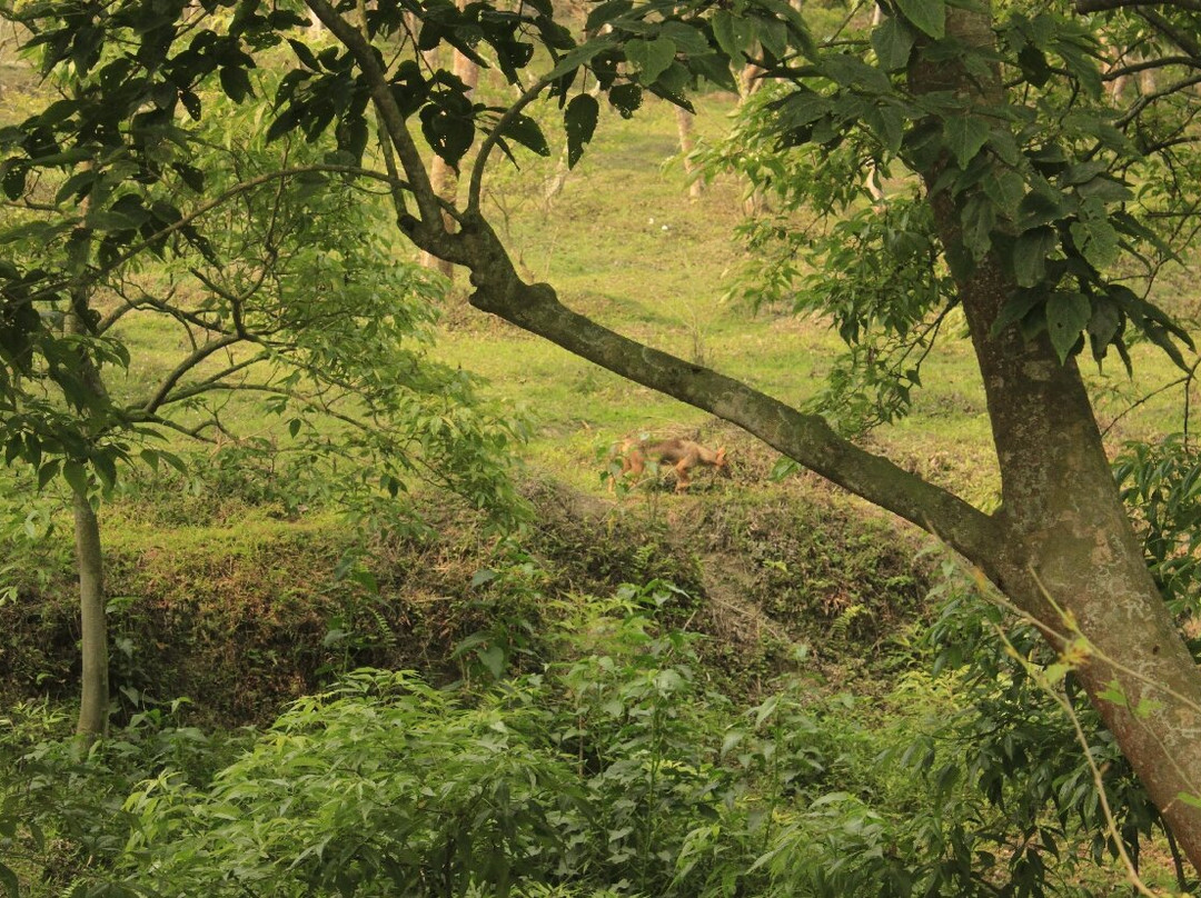 Pobitora Wildlife Sanctuary景点图片