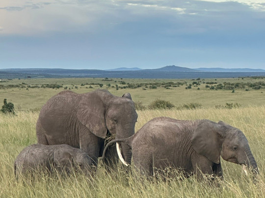 Wildlife Sun Safaris-蒙巴萨必去景点
