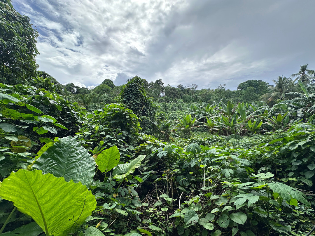 The Village Bunaken Resort主图