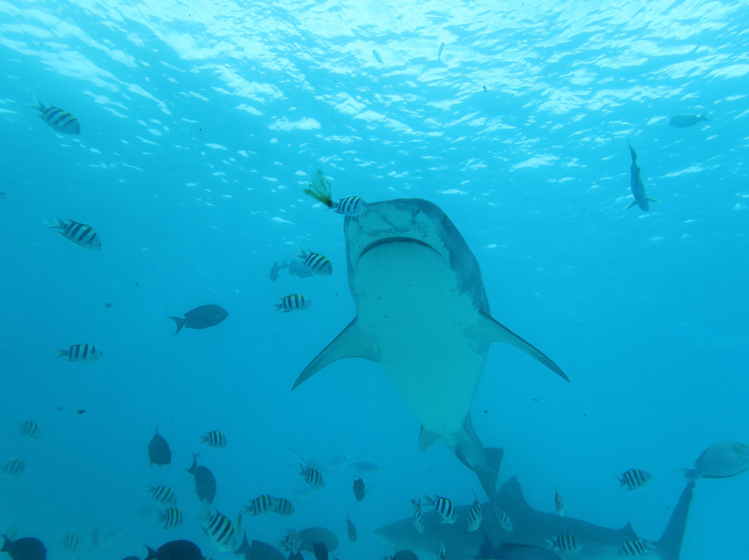 Pelagic Divers Fuvahmulah景点图片