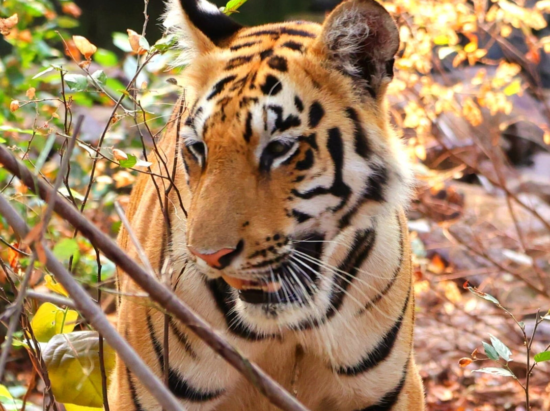 Tadoba Safari Stay Nature's Sprout主图