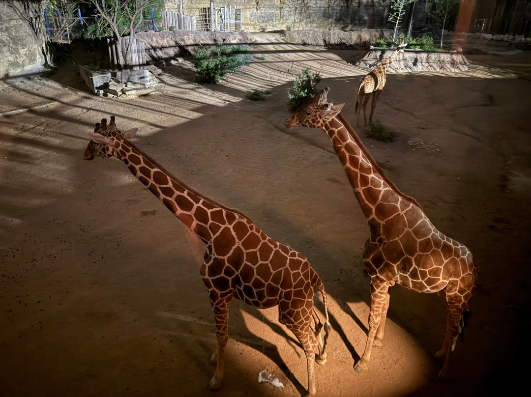 San Antonio Zoo-圣安东尼奥市必去景点