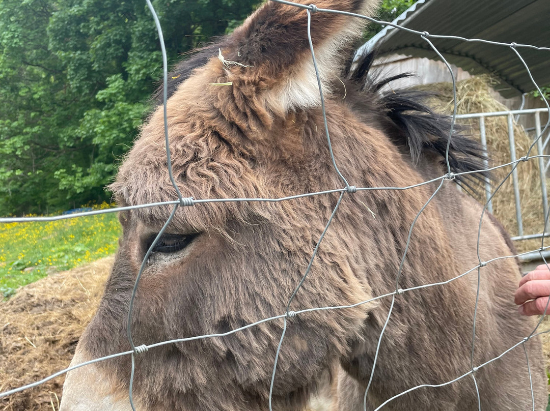 多麦娜德巴喜乐酒店主图