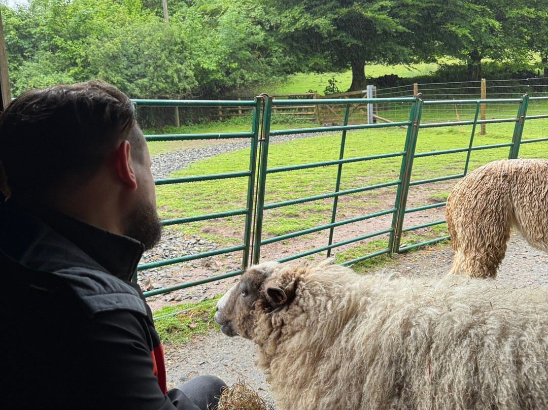 Lydford Gorge Alpacas景点图片