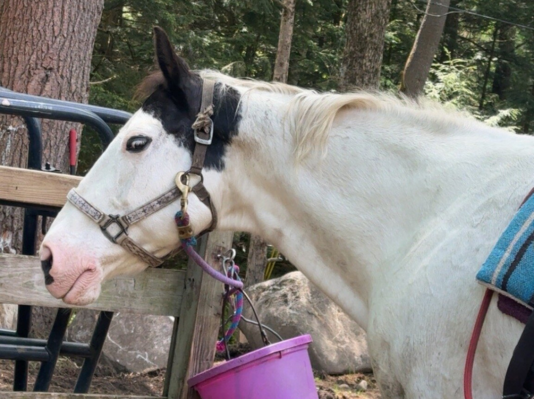 Ruggiero's Public Horseback Riding And Cabin Rentals景点图片