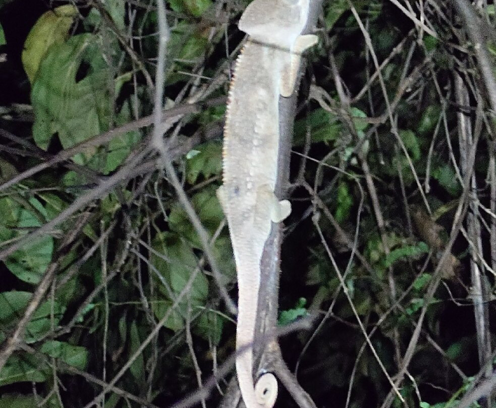 Ankarafantsika National Park景点图片